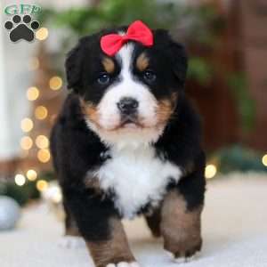 Princess Star, Bernese Mountain Dog Puppy